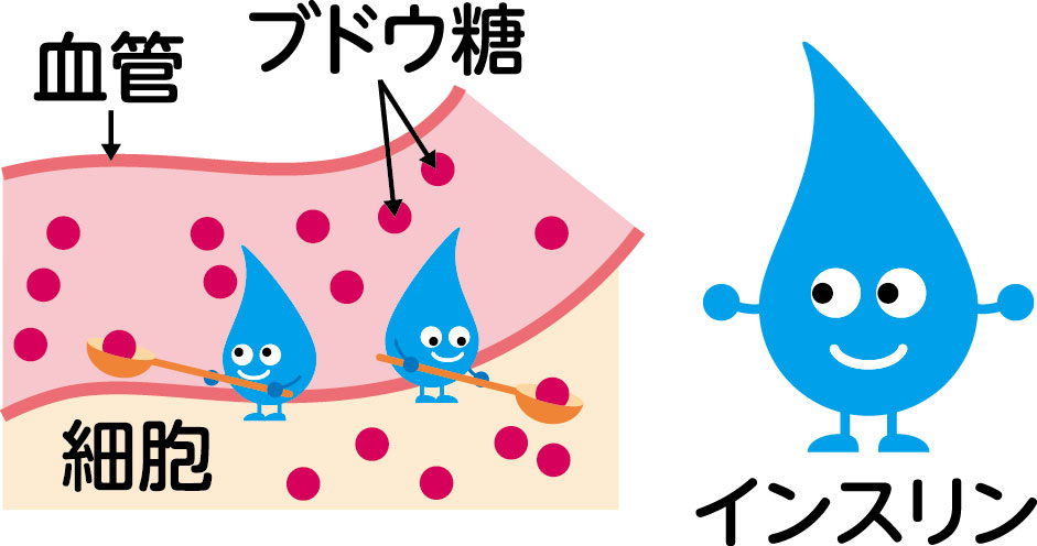 血糖値を下げるホルモンが一つしかない理由