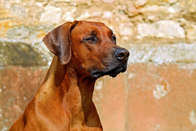猫や犬も糖尿病になるのか。エビデンスを示します